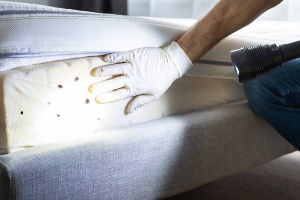 Best Wasp Removal Services  in Bethpage, NY
